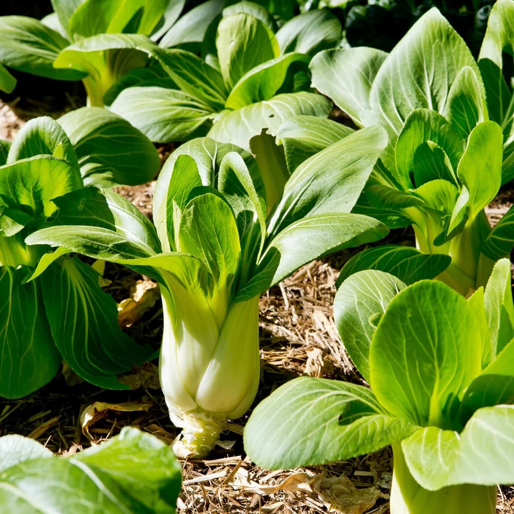 Shanghai Bok Choy lb, 청경채 lb - Image 4