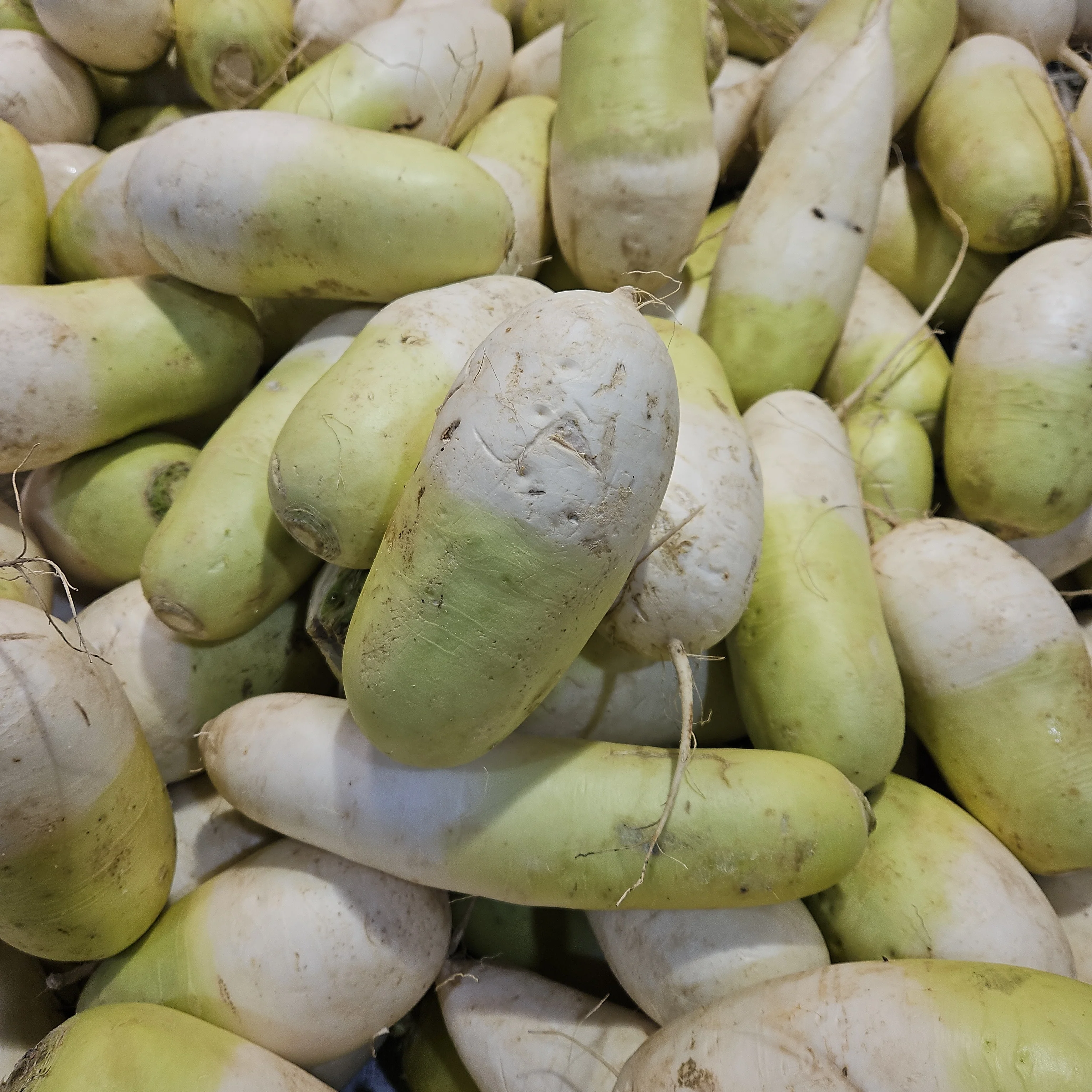 Korean Radish lb, 한국 무 lb - Image 4