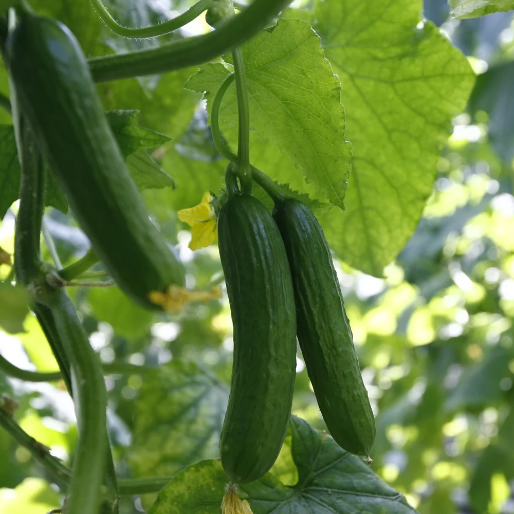 [Local Only] Pickle Cucumber lb, 피클 오이 lb - Image 4