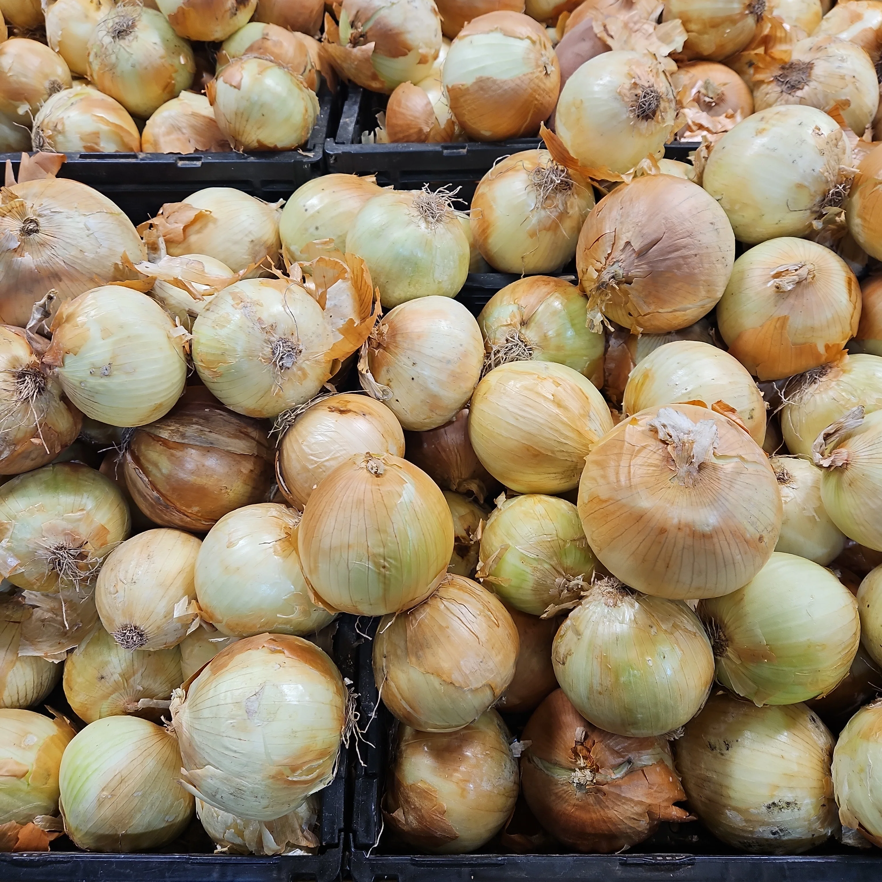 [Local Only]  Yellow Onion lb 노란 양파 lb - Image 4