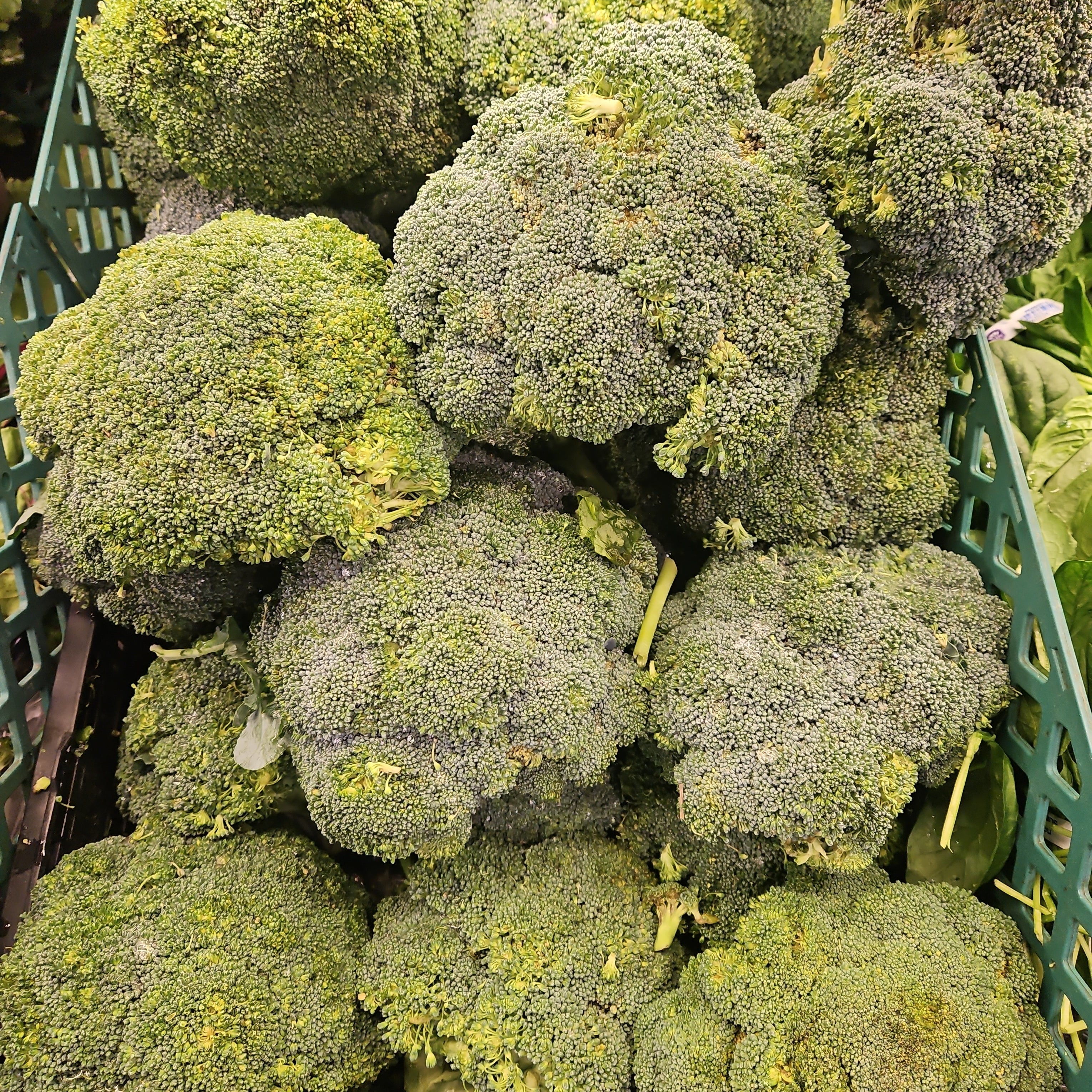 [Mega Fresh] BROCCOLI CROWN lb, 브로콜리 크라운 lb (1개 = 약 1.3lb) - Image 2